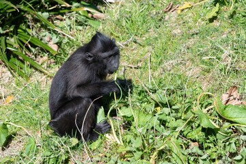 Fototapeta premium Photo of a baby Sulewesi crested macaque (macaca nigra) eating vegetation