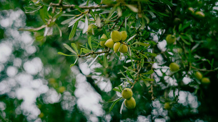 The fruits of the argan tree, from which argan oil is made