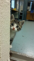 baby kitten exploring shelter room, curiosity and trust emotion