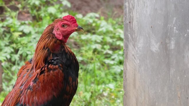 Majestic fighting rooster standing upright by a wall during a rainy day. Features original ambient sound of falling rain. 4K horizontal animal portrait