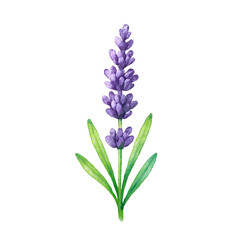 Obraz premium Watercolor Botanical Illustration of Lavender Sprig Isolated