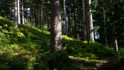 Fototapeta premium Summer nature background with green grass, bushes, and trees. Lush vegetation, natural landscape, outdoor environment, fresh greenery, and peaceful scenery.