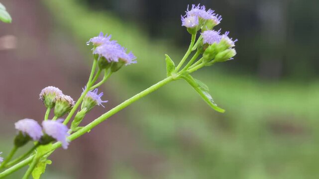 Close-up of a purple Ageratum conyzoides wildflower swaying in the rain and wind. Featuring a soft blurry background with falling raindrops, creating a peaceful rainy day atmosphere. 4K cinematic natu