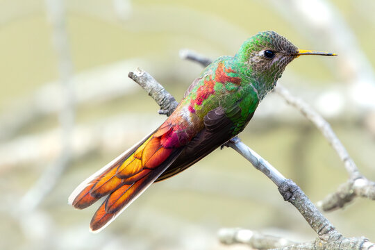 Red-tailed Comet hummingbird