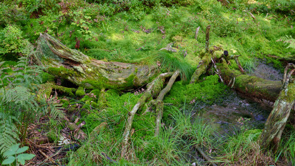 Summer nature background with green grass, bushes, and trees. Lush vegetation, natural landscape, outdoor environment, fresh greenery, and peaceful scenery.