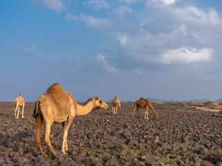 camels in saudi arabian landscape 
