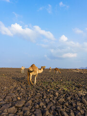 camels in saudi arabian landscape 