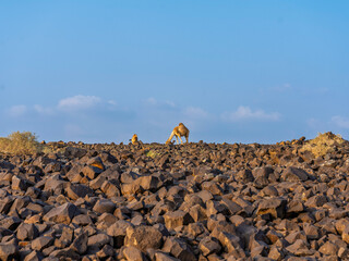 camels in saudi arabian landscape 
