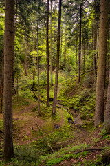 Fototapeta premium Lush Green Forest Path with Stream and Sunlight