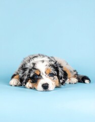 Hundewelpe &ndash; Pastellblau