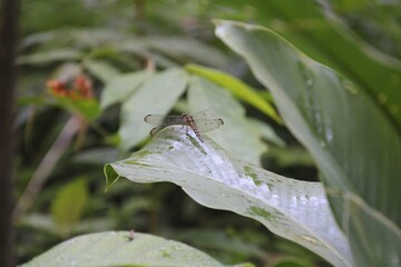 Woodskimmer dragonfly on leaf
