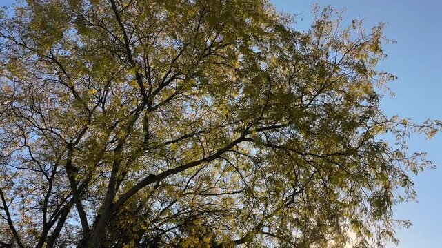 Low angle view of the sun shining through a Honey Locust tree on a idyllic breezy autumn day with branches gently swaying in the wind. 