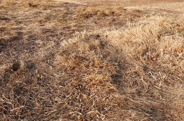Dried grass in a winter field