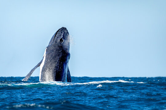 Humpback whale breaching out of the water viewed from the back. The cetacean is exhaling as it jumps. The nostril of the mammal is fully open.