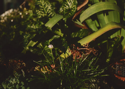 Lush Garden Foliage with Succulents and Soft Natural Light
