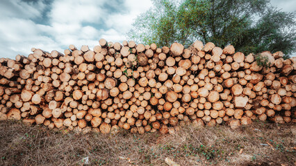 Large stack of freshly cut timber logs in a forest clearing, round wood ends forming texture pattern, overcast sky and trees, logging and lumber industry