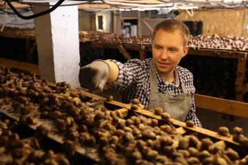 Worker feeding snails near stand on farm