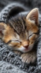 baby kitten sleeping peacefully after rescue, animal welfare concept