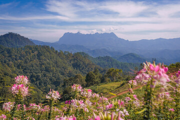 Fototapeta premium Stunning Sunrise at Doi Luang Chiang Dao with Cleome Flowers.