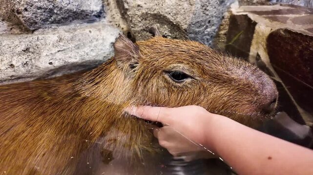 Capybara Relaxing at Japanese Animal Cafe Enclosure