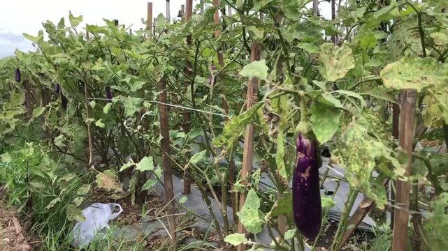 Purple eggplant hanging on leafy plant in vegetable garden. Fresh aubergine crop growing on trellis for organic farming. Close view of brinjal fruit on branch with natural texture.