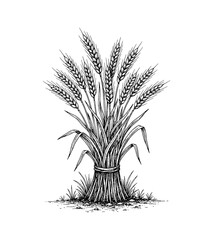 A tied bundle of wheat ears and stalks in a detailed vintage line art drawing style