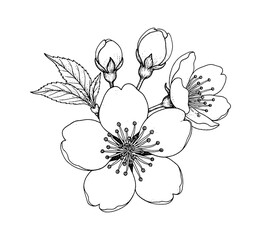 Detailed Black and White Line Art Engraving of Cherry Blossoms with Open Flowers and Closed Buds