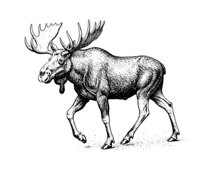Detailed Engraved Black and White Illustration of a Majestic Moose Striding with Large Antlers