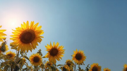 Fototapeta premium Sunflower Field Blooms in Early Spring With Bright Yellow Petals Under a Clear Blue Sky Creating a Vibrant Scene That Inspires Hope and Renewal