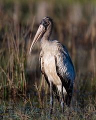 Wood Stork