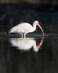 White Ibis taking a drink