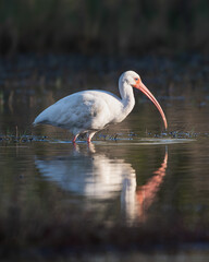 White Ibis