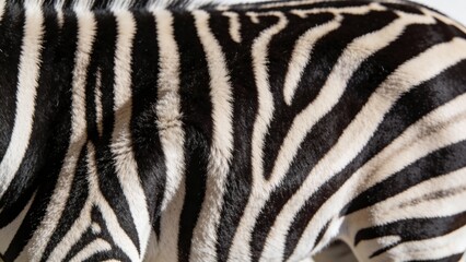 Close-up of zebra stripes pattern for wildlife and nature design inspiration