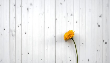 Fototapeta premium Bright yellow gerbera daisy leans right on rustic white wooden planks, minimal and natural style