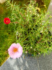 Moss rose flower garden
