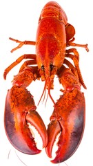 Brightly-lit cooked lobster, vivid red, posed facing forward with large claws, against a pure white background