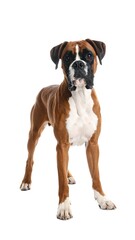 Brindle boxer dog with white markings, standing alert against a stark white background, looking forward