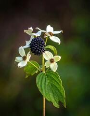 Bunchberry flower shows four white petals and a cluster of dark berries on a green stem against a blurry background