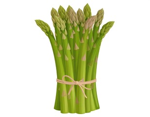 Bundle of green asparagus tied with a string, isolated on white. Fresh springtime vegetable illustration