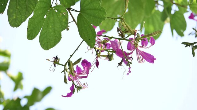 Bauhinia blakeana flowers. Its common name the&nbsp;Hong Kong orchid tree and Orchid Tree. It&nbsp;is a&nbsp;hybrid&nbsp;leguminous&nbsp;tree of the&nbsp;genus&nbsp;Bauhinia. It has large thick leaves and striking purplish red flowers.