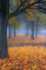 Foggy morning in the park