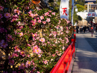 参道に咲く山茶花の花