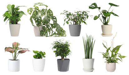Obraz premium Different house plants in pots isolated on white, collection