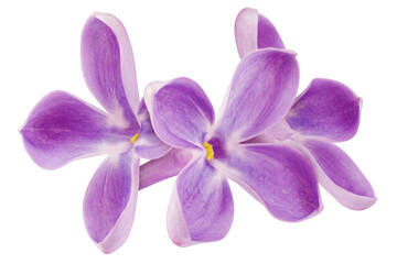 Detailed macro shot of lavender lilac flowers with bright centers in isolated setting © md