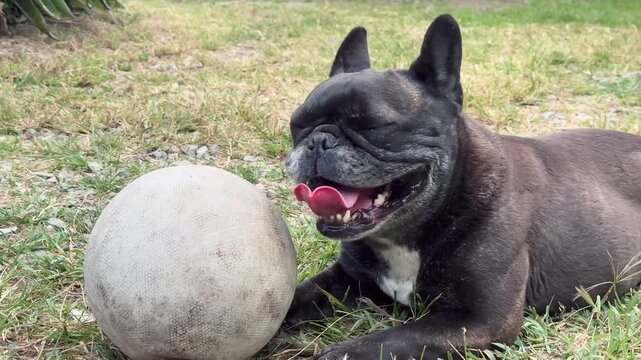 Horizontal video of black French Bulldog with golden streaks grabbing deflated ball and walking away after resting