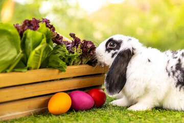 Healthy lovely baby bunny easter rabbit eating food, carrot, grass on green garden nature background with easter eggs. Cute fluffy rabbits with green vegetables, nature life. Symbol of easter day.