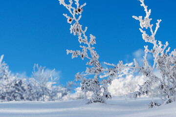 Winter landscape with snow-covered branches, Parma Apennines