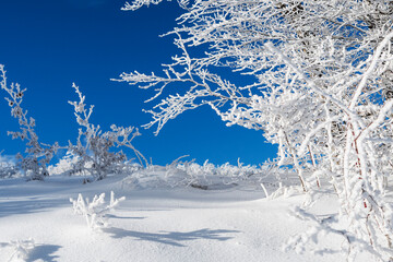 Winter landscape with snow-covered branches, Parma Apennines