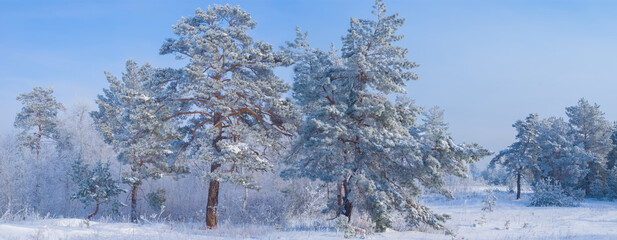 wide winter fir tree forest glade in snow under blue cloudy sky © Yuriy Kulik