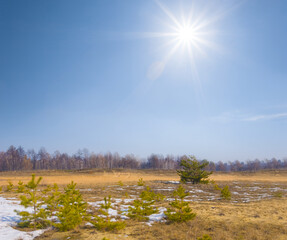 winter fir tree forest glade in snow under a sparkle sun © Yuriy Kulik